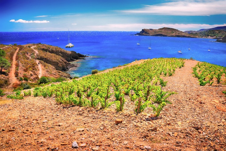 Découvrez les vignobles d'Occitanie et vivez l'expérience des vendanges avec Gîtes de France 