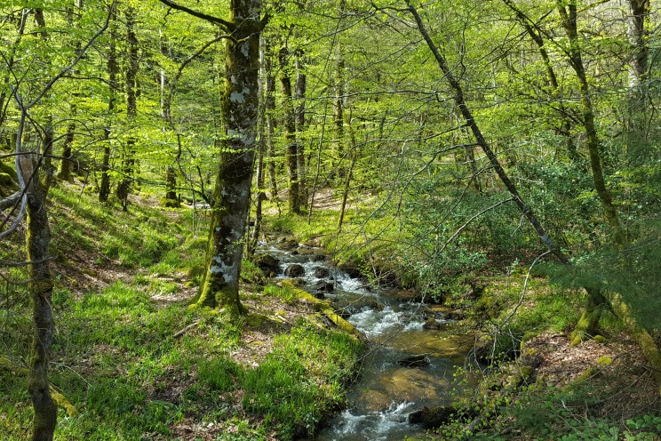 À la découverte de Lacaune au cœur du Parc Naturel Régional du Haut-Languedoc 